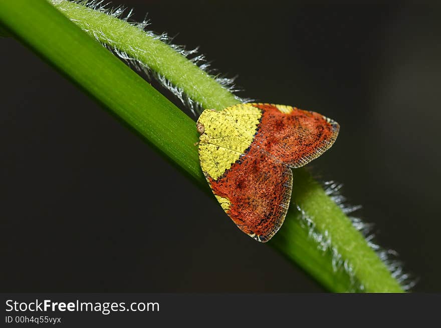 Yellow Insect In The Garden