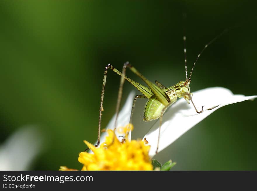 Tiny green color grasshopper