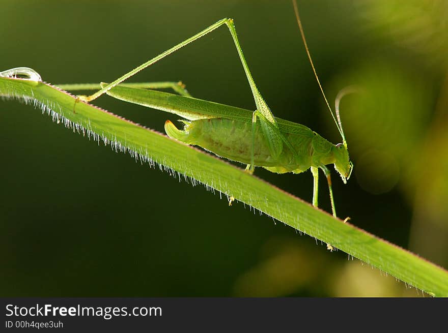 Tiny green color grasshopper