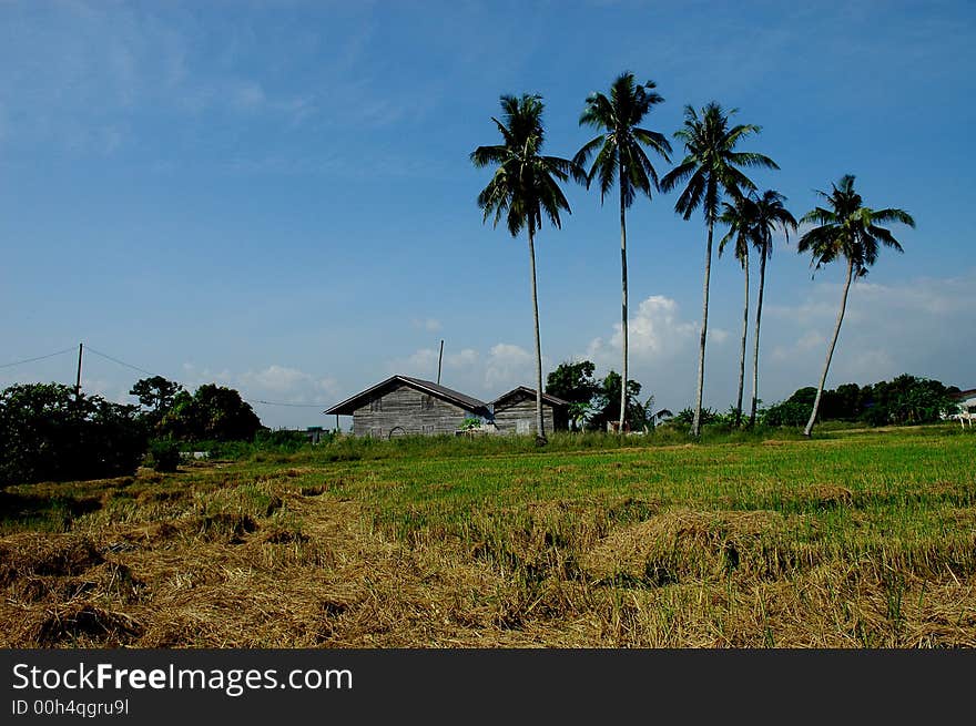 Farm house, paddy field