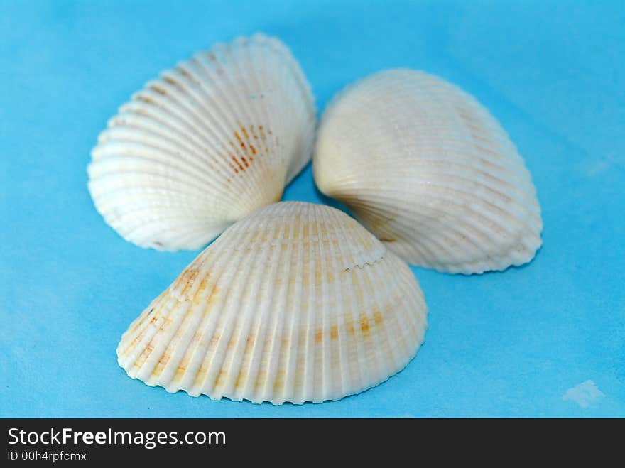 Sea shell on the table