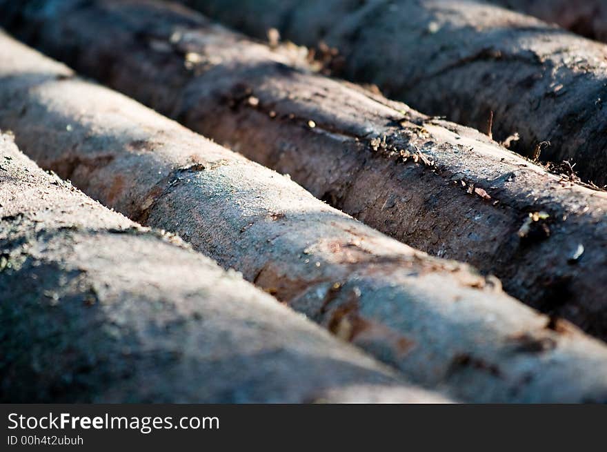 Piles Of Tree At The Sunset