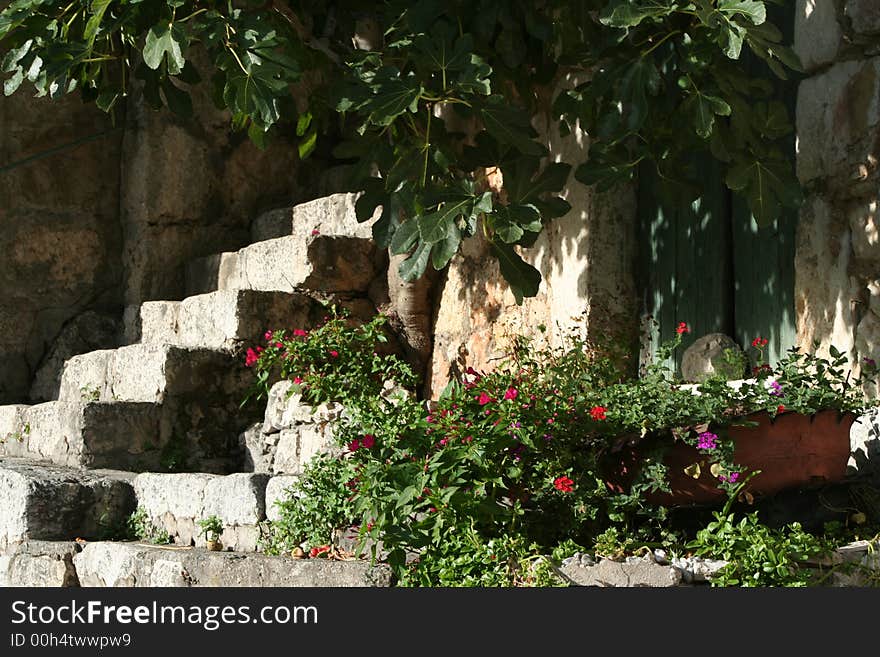 House with flowers and fig tree. House with flowers and fig tree