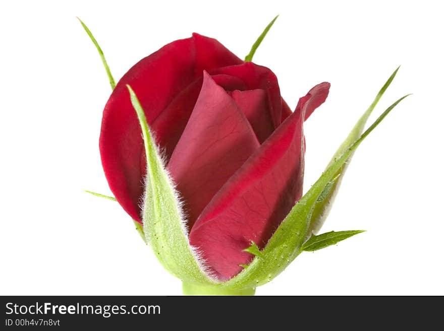 Beautiful red rose isolated on white background. Beautiful red rose isolated on white background