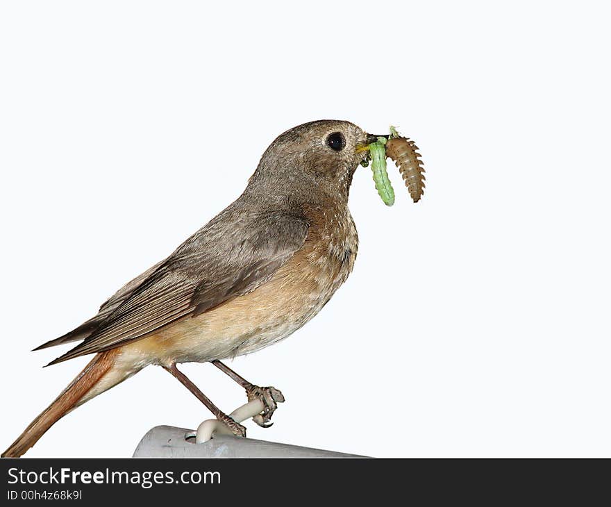 The small birdy extracts insects for feeding nestlings. The isolated image. The small birdy extracts insects for feeding nestlings. The isolated image