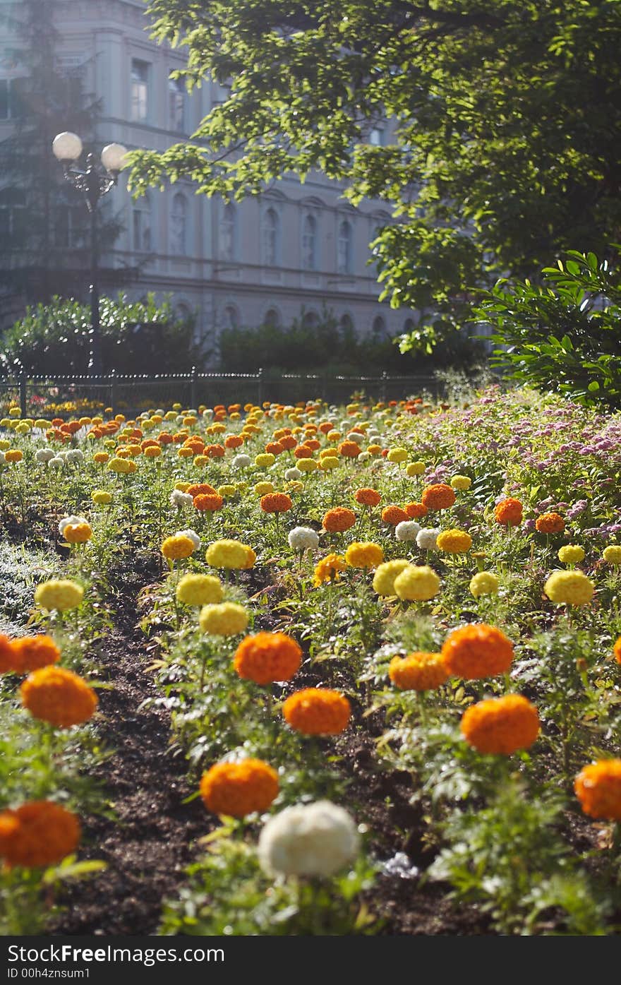 Flowers in the morning park of Karlovy vary. Flowers in the morning park of Karlovy vary