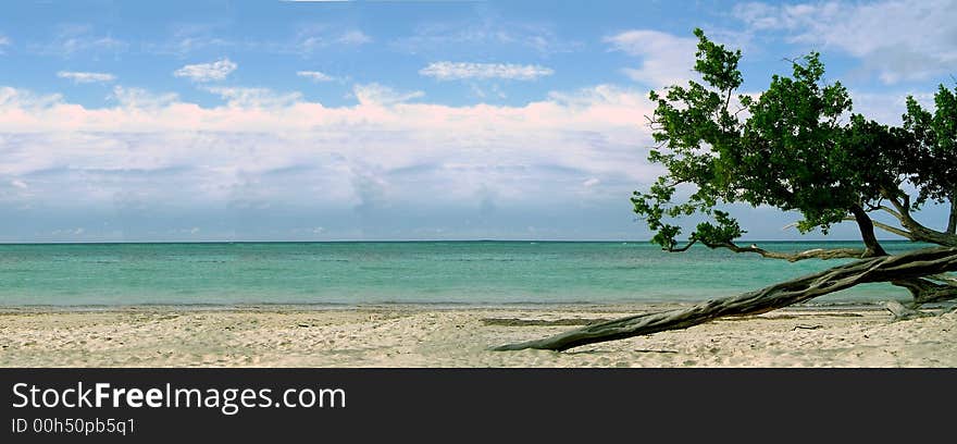 Beach with twisted tree