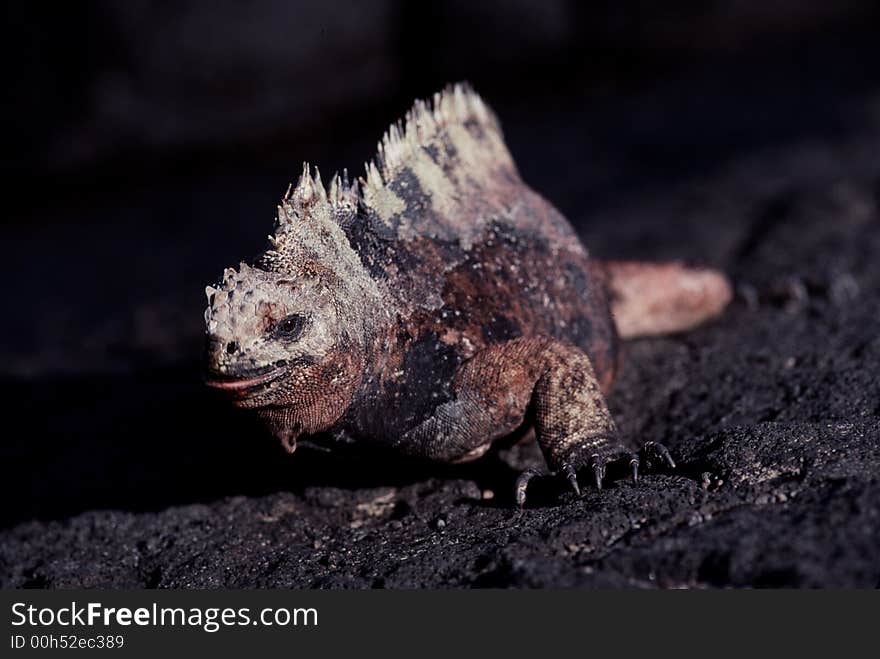 Marine Iguana, James Island, Galapagos, Ecuador