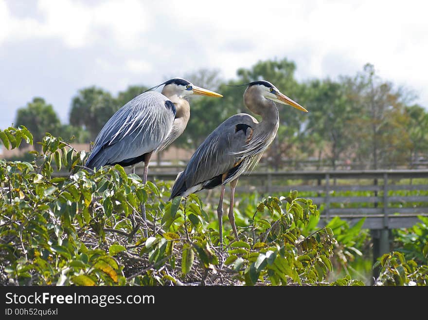 Nesting blue herons