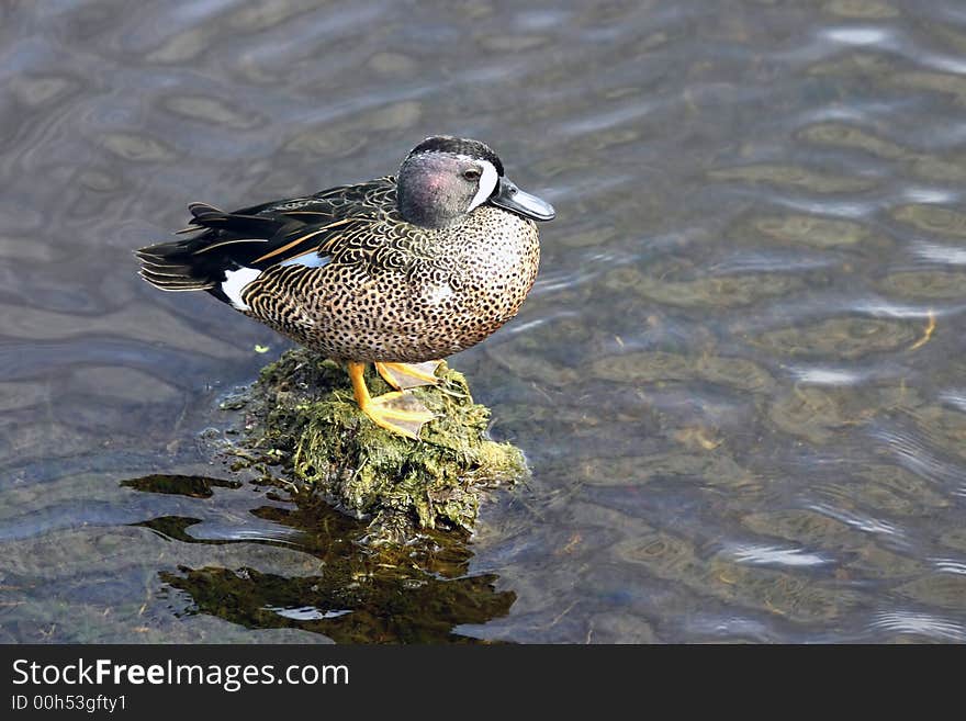 Blue wing teal duck