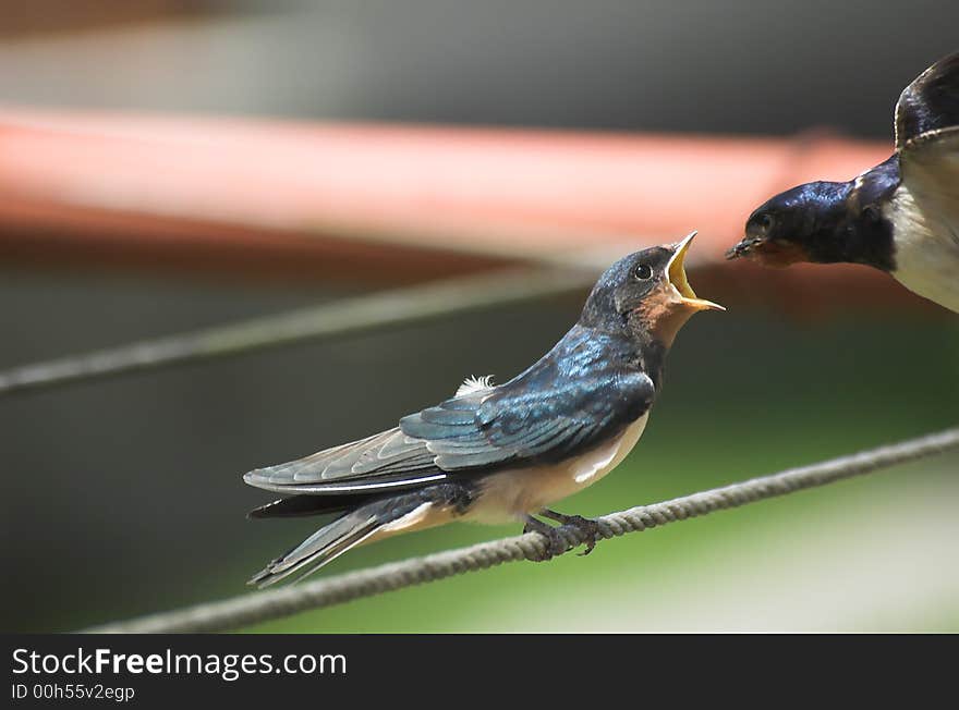 The swallow ma and her greedy child. The swallow ma and her greedy child