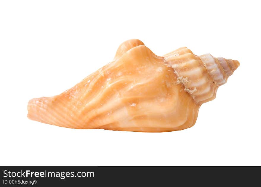 Seashell Isolated