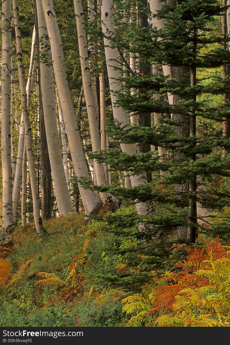 Pine Forest in the White Mountains of New Hampshire. Pine Forest in the White Mountains of New Hampshire