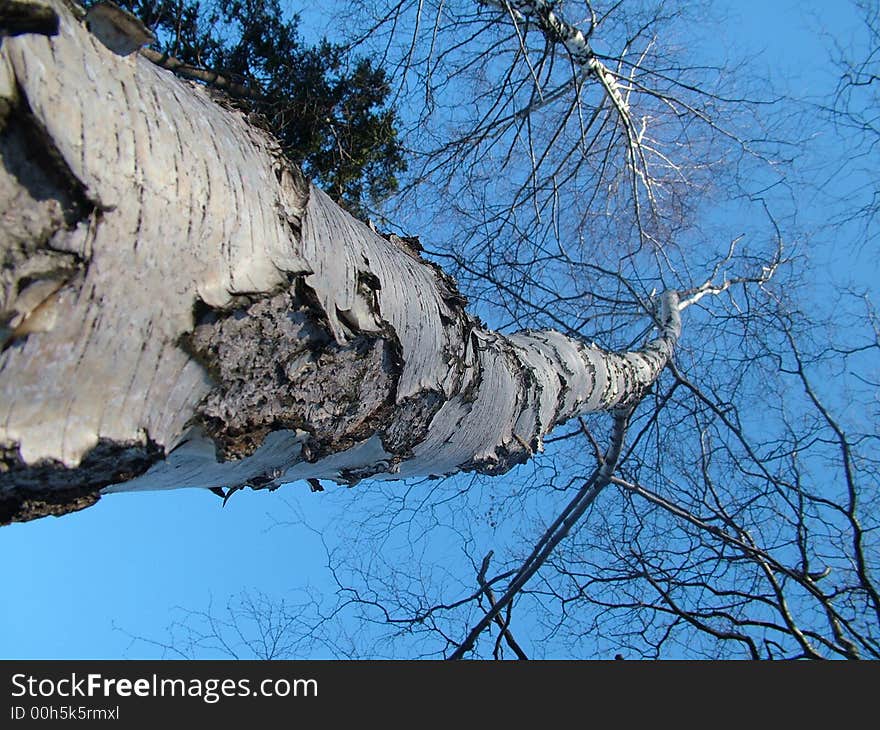 The view on the tree of the birch from below