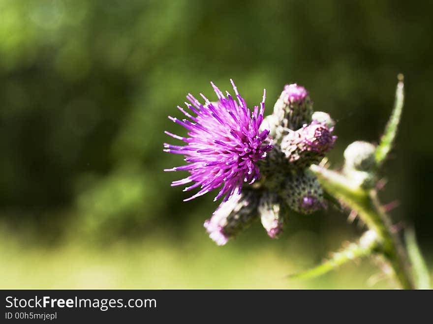 Purple prickly thistle in nature as wild flower