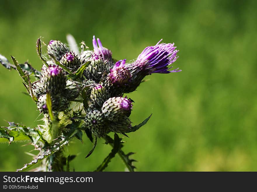 Purple prickly thistle in nature as wild flower