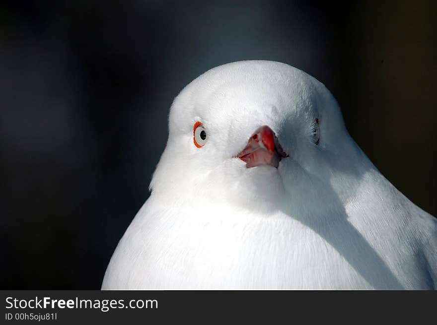 Gull Portrait