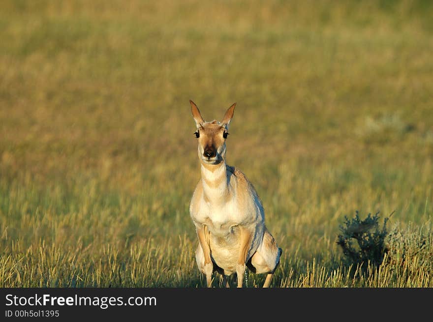 Pronghorn Behavior