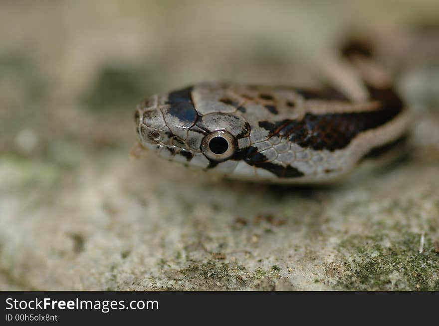 A macro photo of a juvenile black ratsnake. A macro photo of a juvenile black ratsnake.