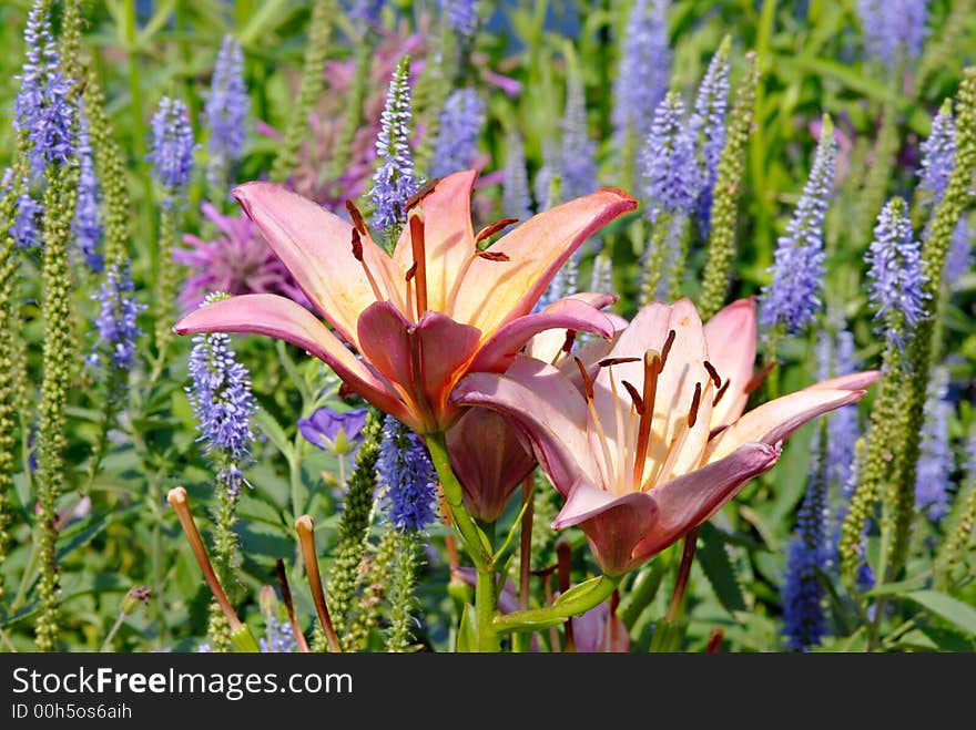 First Lady Daylily