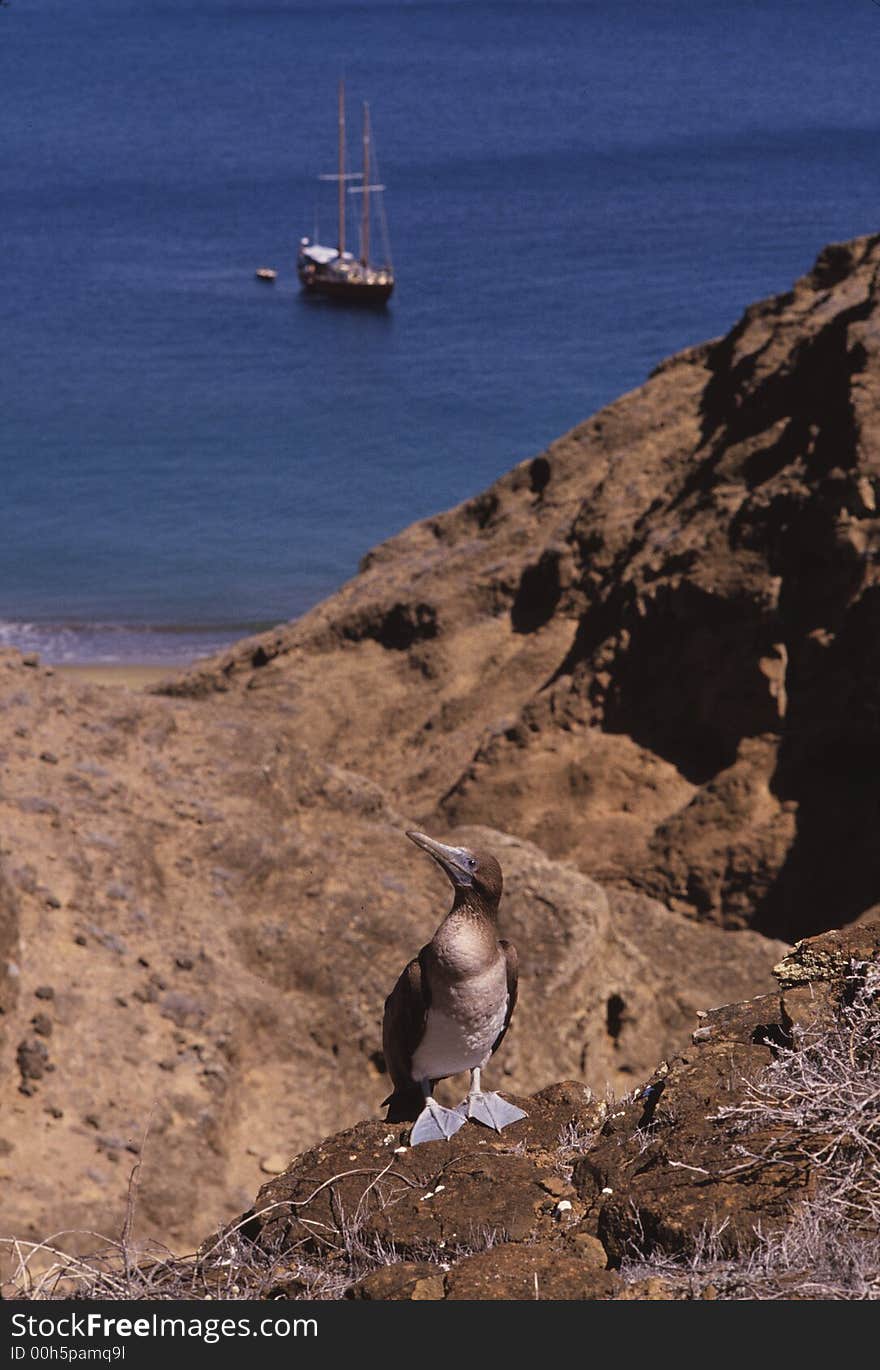 Booby with sailboat