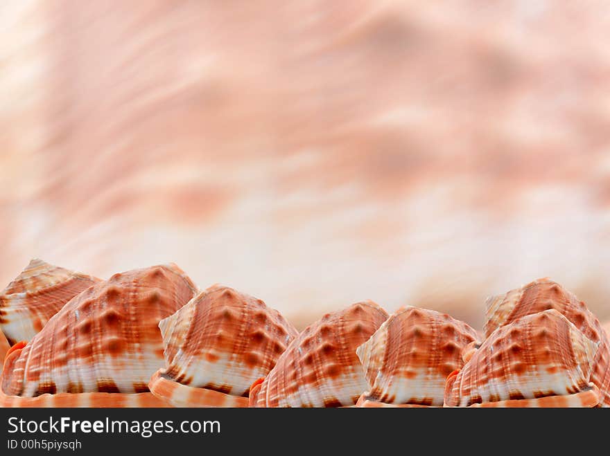 A beautiful background border of seashells with plenty of room for copyspace. A beautiful background border of seashells with plenty of room for copyspace.