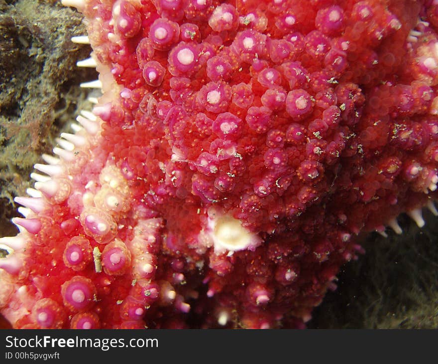 Extreme closeup of red banded starfish in low tide tidepool