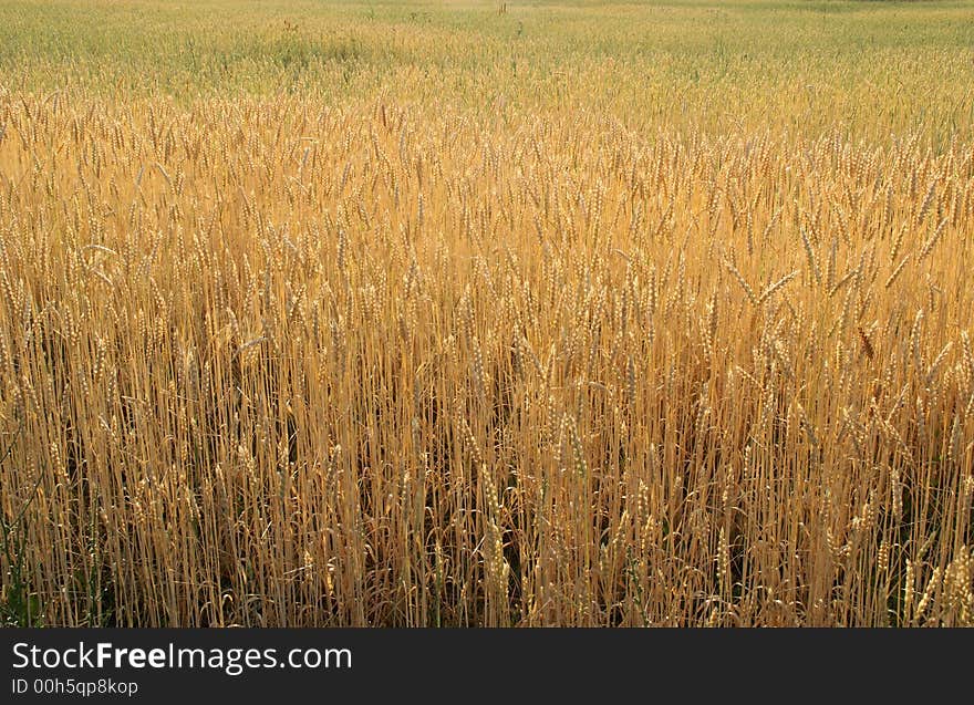 Photo of wheat ready to harvest. Photo of wheat ready to harvest