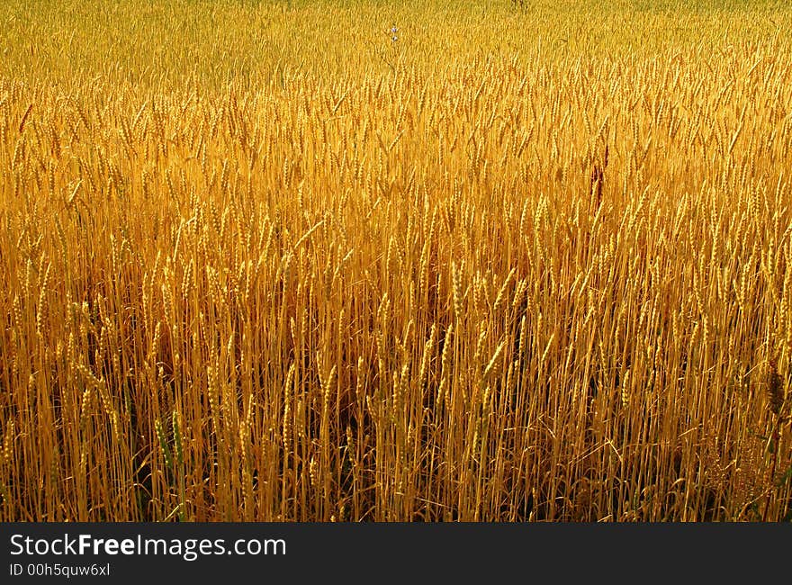 Golden Wheat