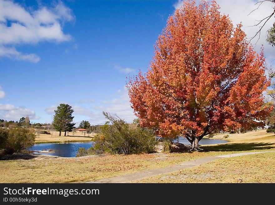 A large Liquid Amber tree with red autumn foliage next to a lake. A large Liquid Amber tree with red autumn foliage next to a lake.