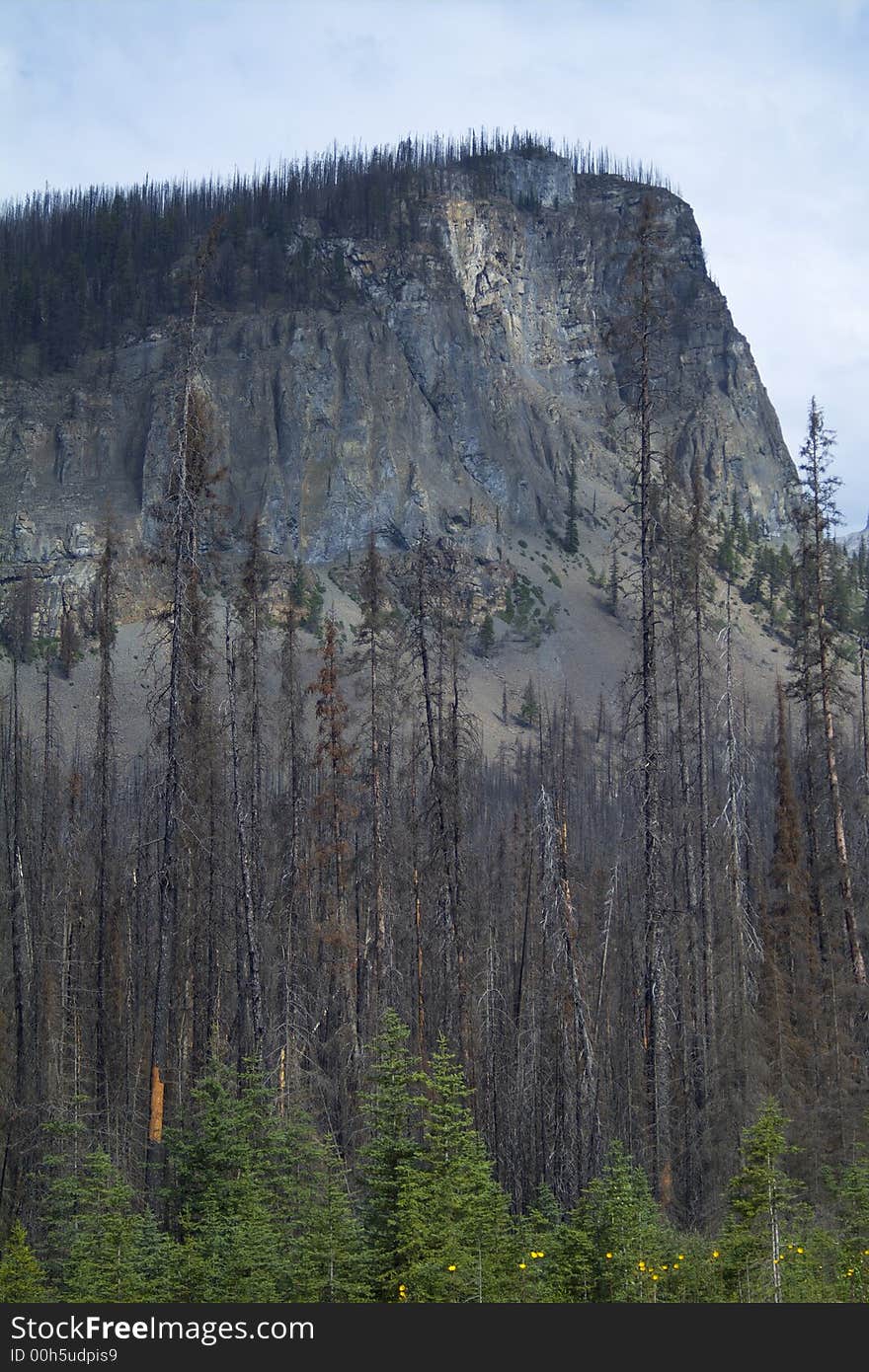 Trees and forest plants beginning to regrow a few years following a massive forest fire in the BC Rocky Mountains. Trees and forest plants beginning to regrow a few years following a massive forest fire in the BC Rocky Mountains.