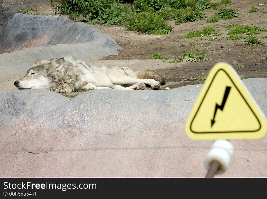 The wolf lying in the zoo