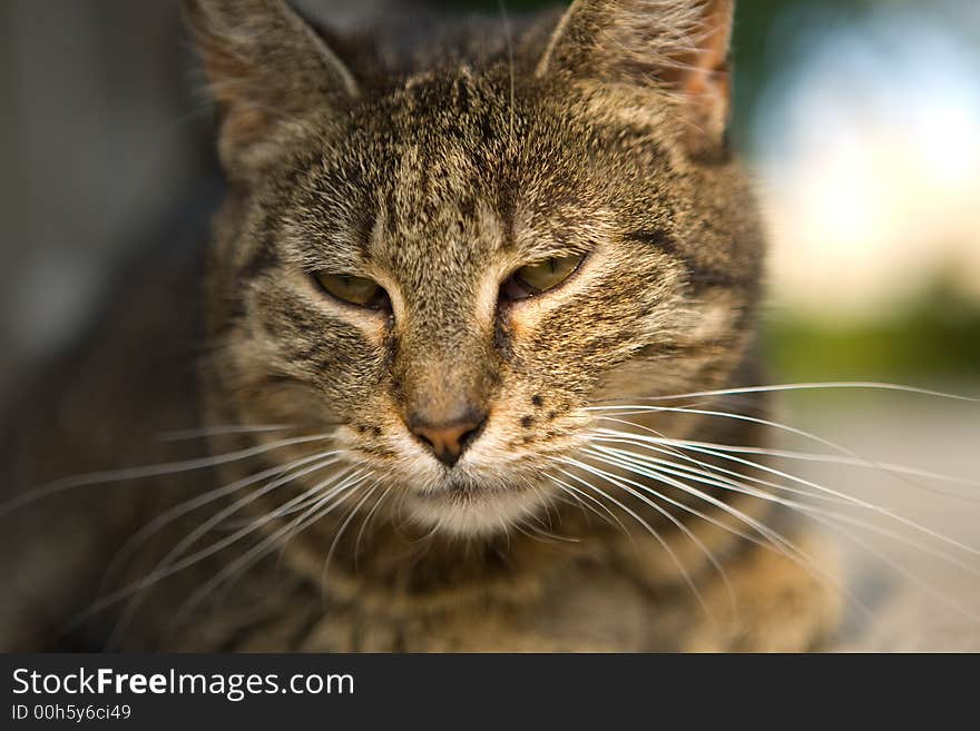 Small cat portrait in nature