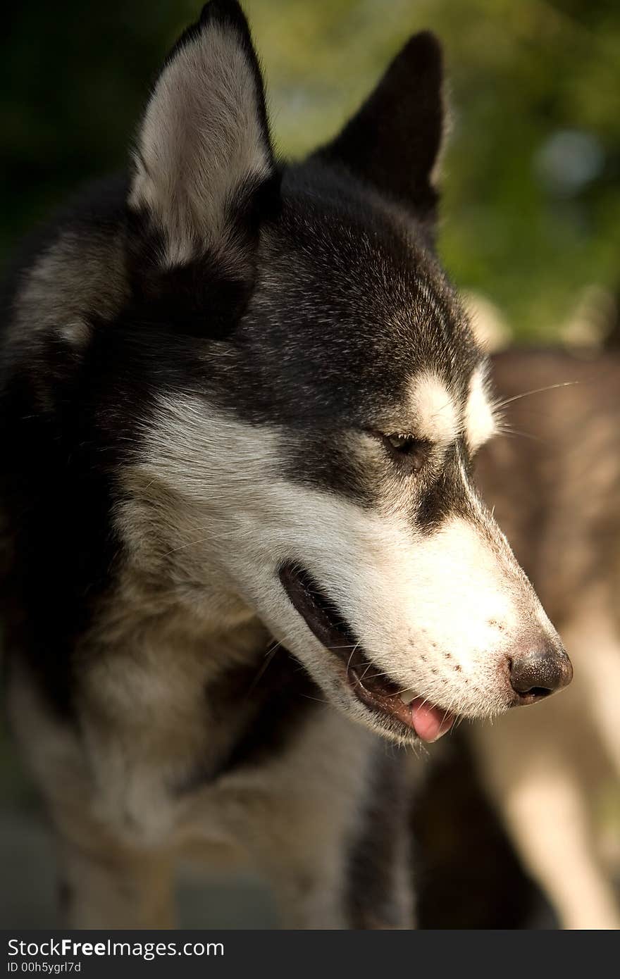 Husky