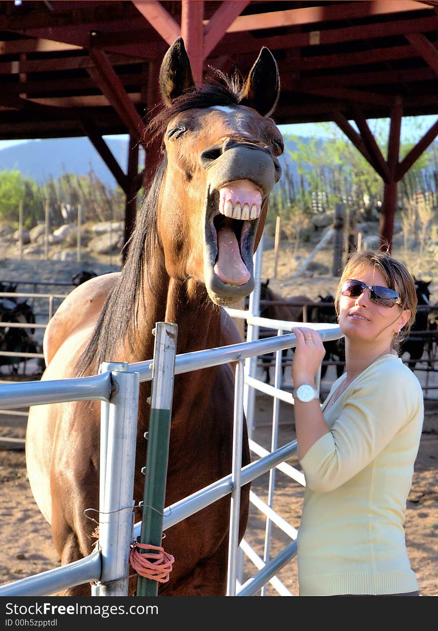 Expression of a horse showing its teeth. Expression of a horse showing its teeth