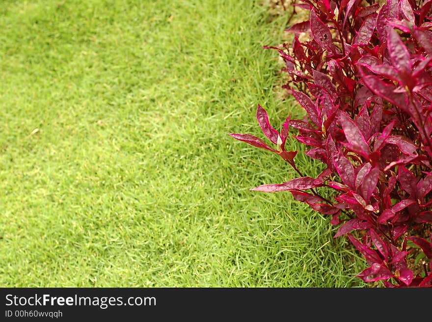 Green grass red leaves