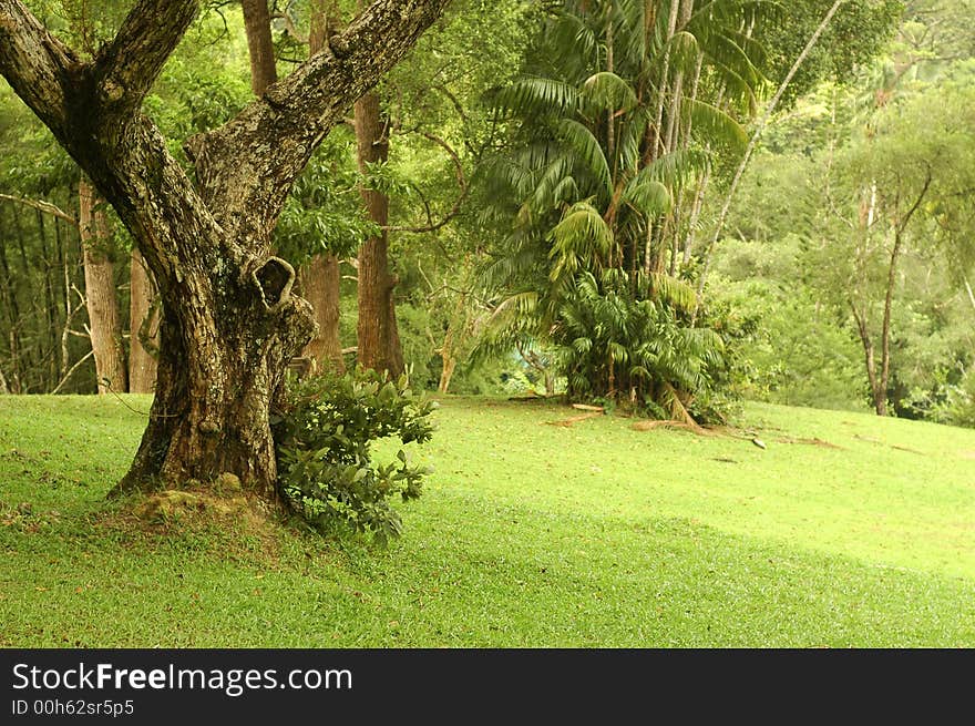 Old trees