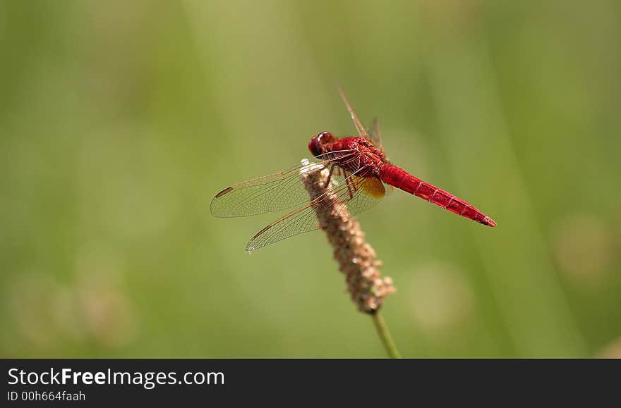 Red dragon-fly on green meadow