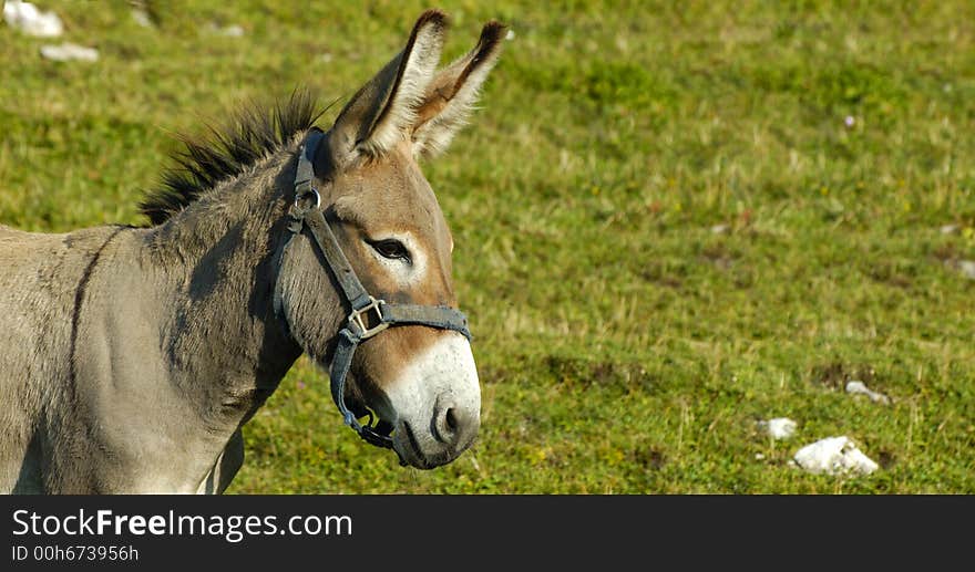 Little Donkey