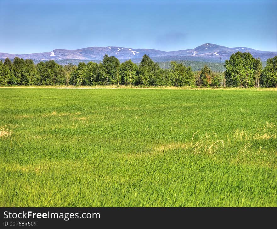 Russian Field