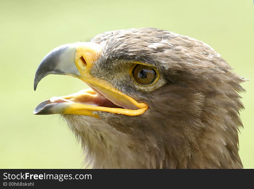 Tawny Eagle (Aquila rapax)in the exhibiton birds of prey et summer.