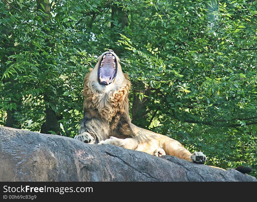 A male lion lying on a rock yawning in the shade of trees. A male lion lying on a rock yawning in the shade of trees.