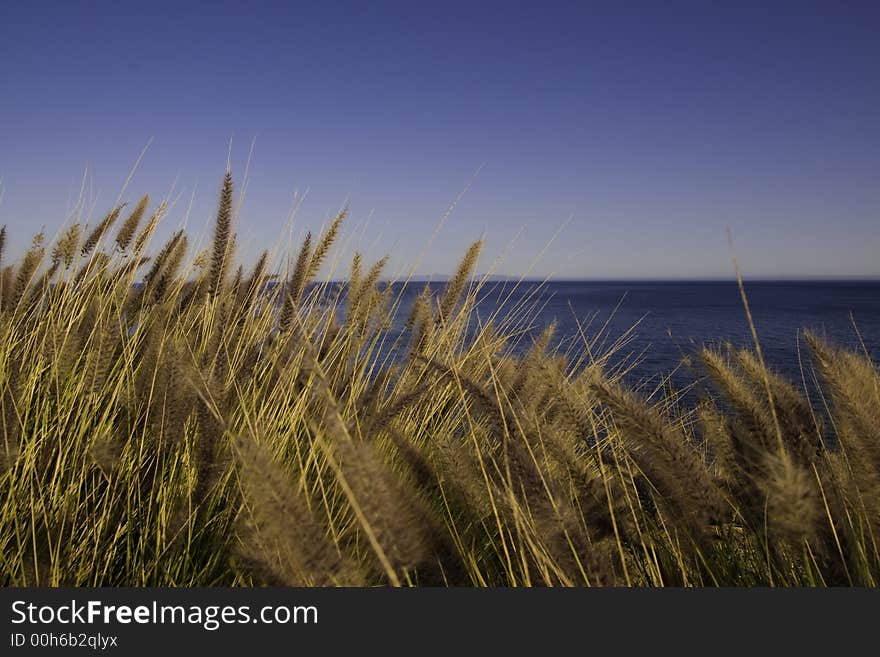 Cattails blowing in the ocean breeze. Cattails blowing in the ocean breeze