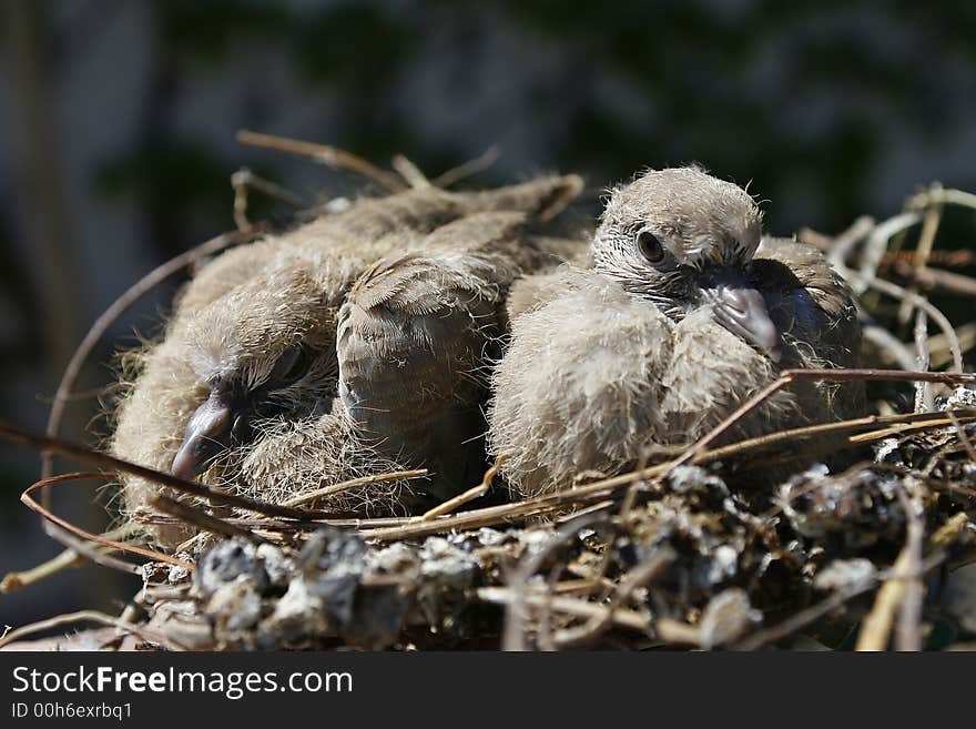 Close photo of birds nest