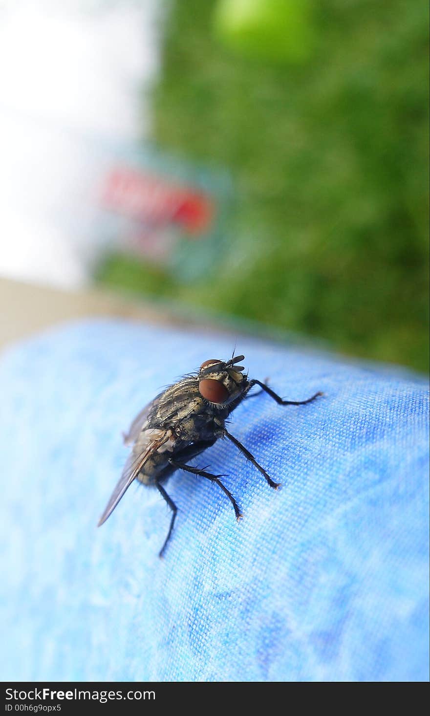 A fly to look for food