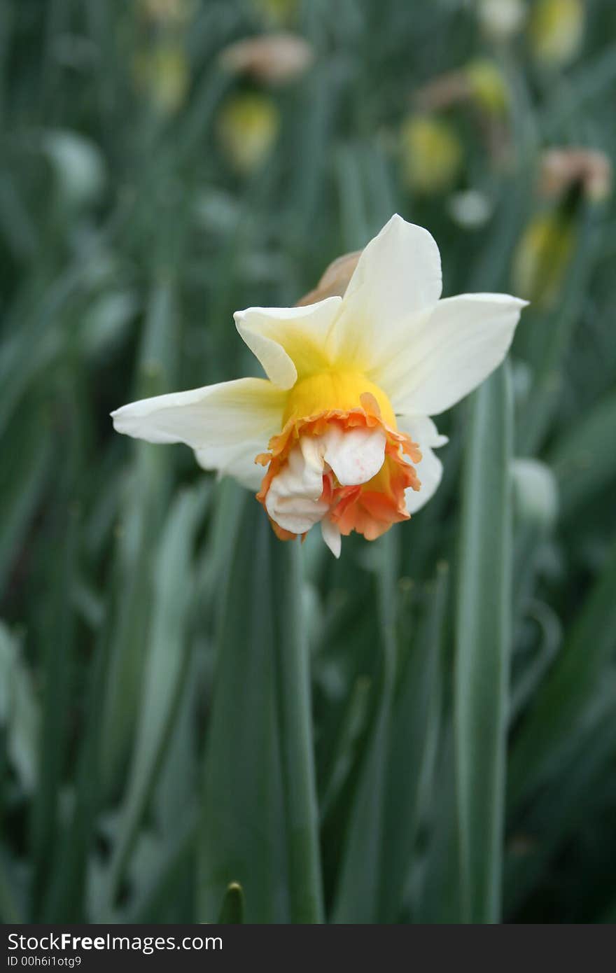 Beautiful Narcissus flower in the garden. Nature. Outdoors