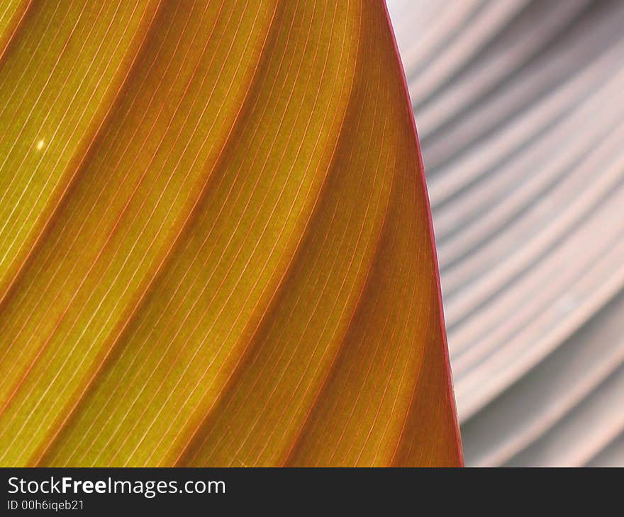 Two leaves of the same plant form an artistic contrast. Two leaves of the same plant form an artistic contrast.