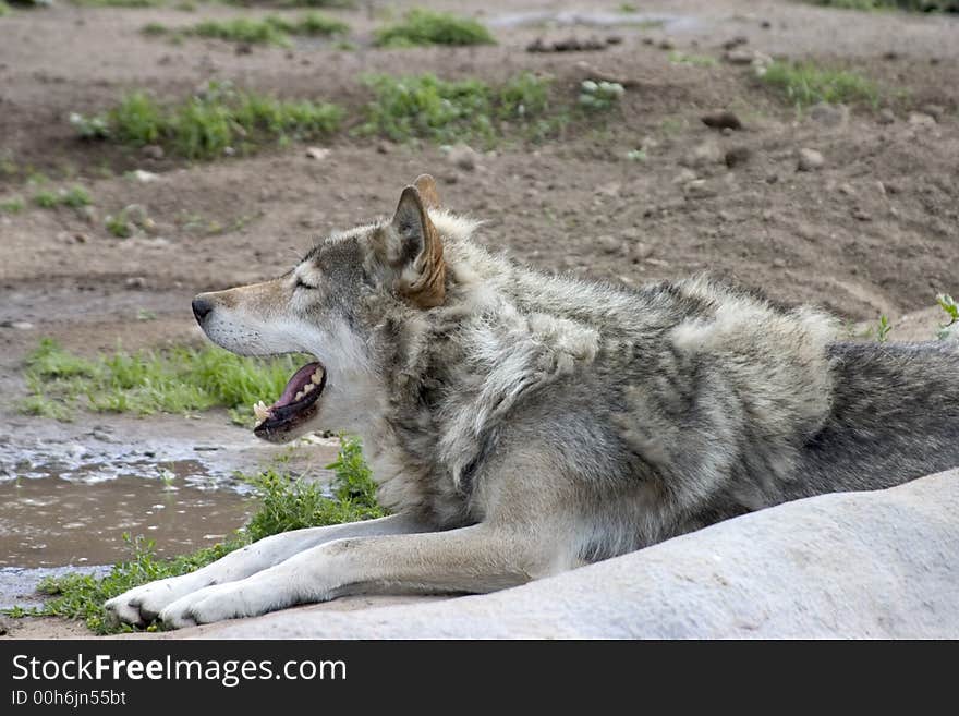 The wolf laying in the zoo