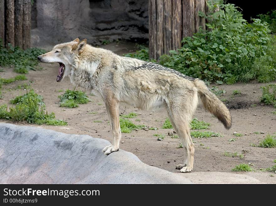 The wolf yawning in the zoo