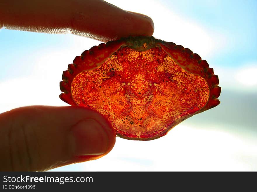 The Top Half of Crab Shell with Direct Sunlight Shining Through It. The Top Half of Crab Shell with Direct Sunlight Shining Through It